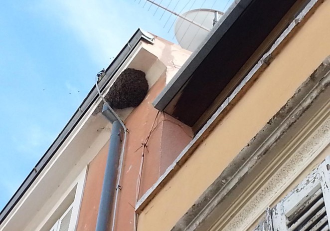 Sa zgrade u Kandlerovoj ulici zbrinut roj pčela