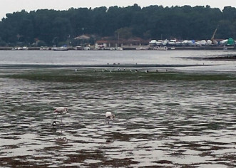 Na Poreštini se pojavili plamenci (flamingo)