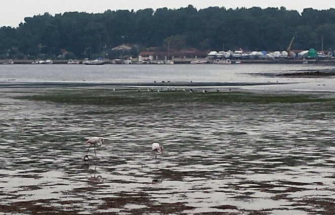 Na Poreštini se pojavili plamenci (flamingo)