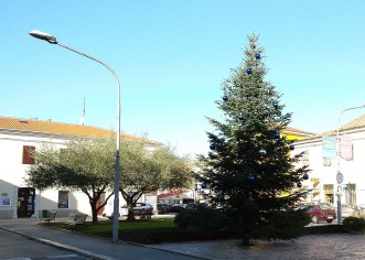 Božićne jelke stigle na Trg Joakima Rakovca i u Červar Porat