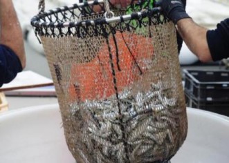 Povrijeđeno je dostojanstvo istarskih ribara