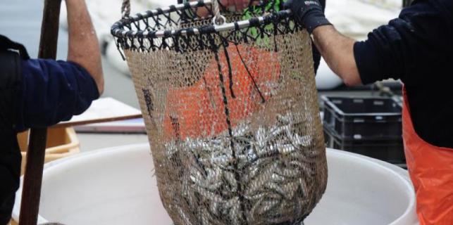 Povrijeđeno je dostojanstvo istarskih ribara