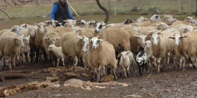 Agrolaguna traži ovčare kojih nema