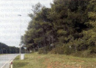 Kad bi se bar uredila borova šuma….