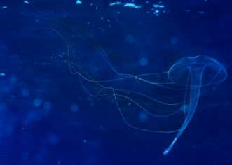 Prave meduze u našem moru