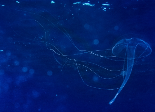 Prave meduze u našem moru