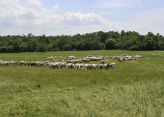 Agrolaguna traži 30 berača maslina i 5 ovčara