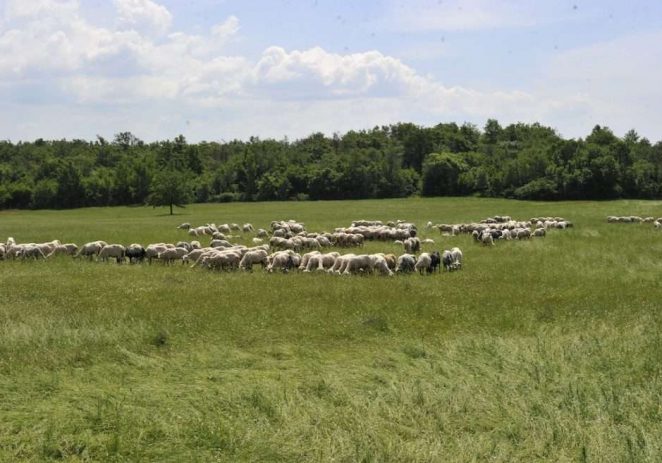 Agrolaguna traži 30 berača maslina i 5 ovčara