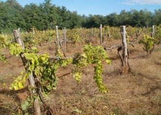 Otvoren natječaj za sanaciju vinograda od bolesti zlatne žutice