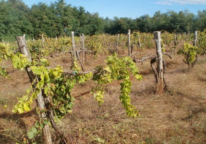 Otvoren natječaj za sanaciju vinograda od bolesti zlatne žutice