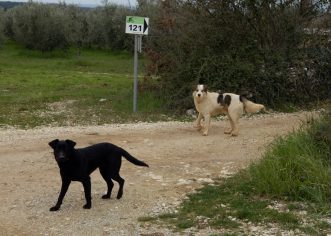 Vabriga: Čopor pasa lutalica zaklao dvije koze, mještani u strahu