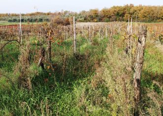 Poziv za prijavu podataka o zapuštenim vinogradima na području Općine Vrsar-Orsera