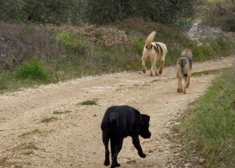 Čopor pasa bez kontrole i dalje kolje domaće životinje po Vabrigi