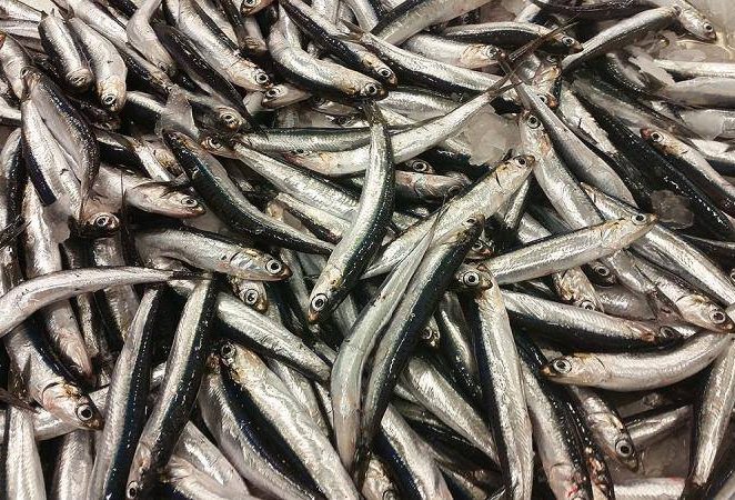 Fešta od sardona u Vabrigi okupila mnoge ljubitelje ribljih specijaliteta