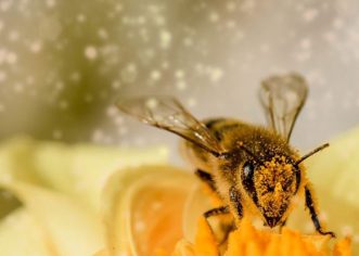 Iz cijele Hrvatske dolaze vijesti o pomoru pčela