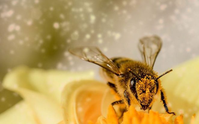 Iz cijele Hrvatske dolaze vijesti o pomoru pčela