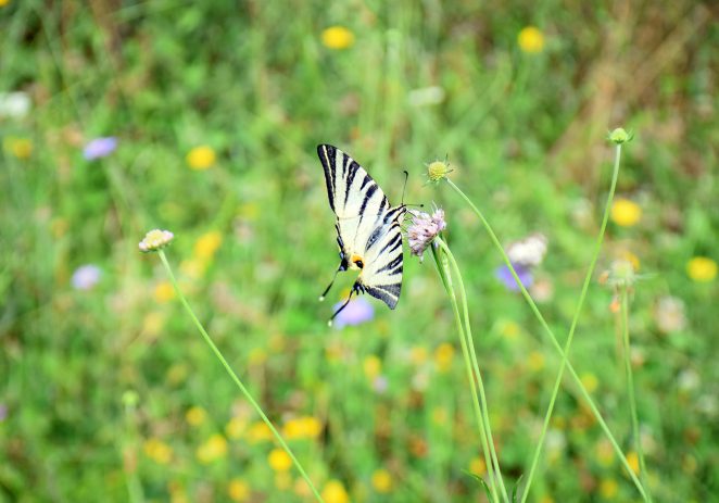 Vratimo livade leptirima! – volonterski kamp za obnovu travnjaka u Parku prirode Učka