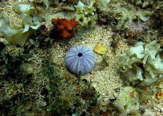 Pomor morskih ježinaca u području porečkog akvatorija