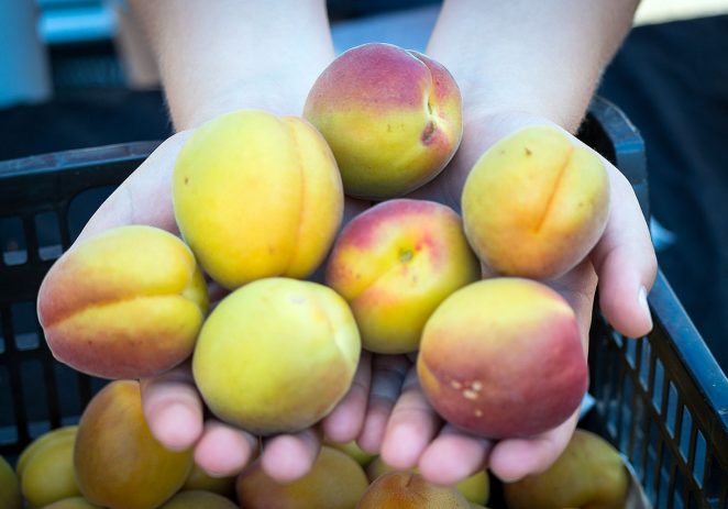 U nedjelju Placa od fruti u Kaldiru