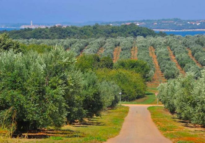 Agrolaguna i Poljoprivredna Zadruga „Maslinari Istre“ potpisali sporazum o suradnji