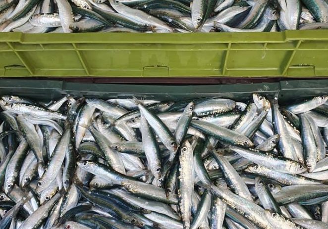 Uputa za ribare – uvjeti za prodaju s plovila i dostavu proizvoda ribarstva za vrijeme krize uzrokovane pandemijom