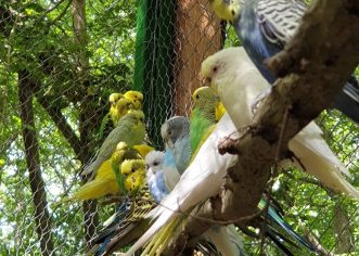 PAPAGO PARK POREČ: uskoro otvorenje prvog parka za ptice u Hrvatskoj s više od 200 egzotičnih i autohtonih ptica