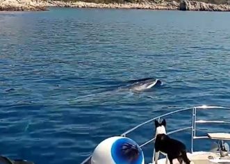 Bliski susret s kitovima kraj Šolte (video)