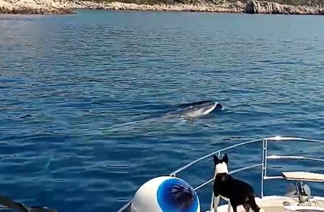Bliski susret s kitovima kraj Šolte (video)