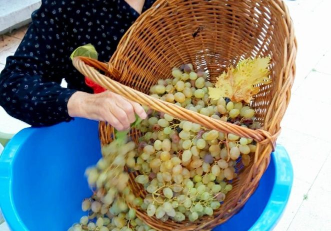 Korisnici Doma za starije i nemoćne osobe Poreč toplo su rujansko jutro proveli u berbi grožđa