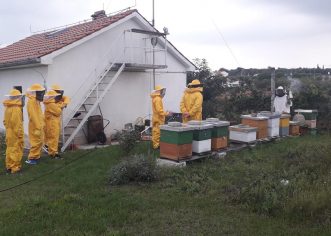 Mladi pčelari, učenici SŠ Mate Balote, već pet godina vode školski pčelinjak u suradnji sa udrugom Nektar