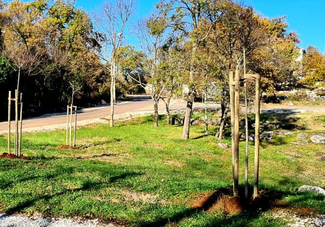 U Poreču po drugi put rekordan interes za sadnju stabala: podijeljeno i posađeno više od 600 stabala u sklopu akcije „Zasadi stablo, ne budi panj“ 