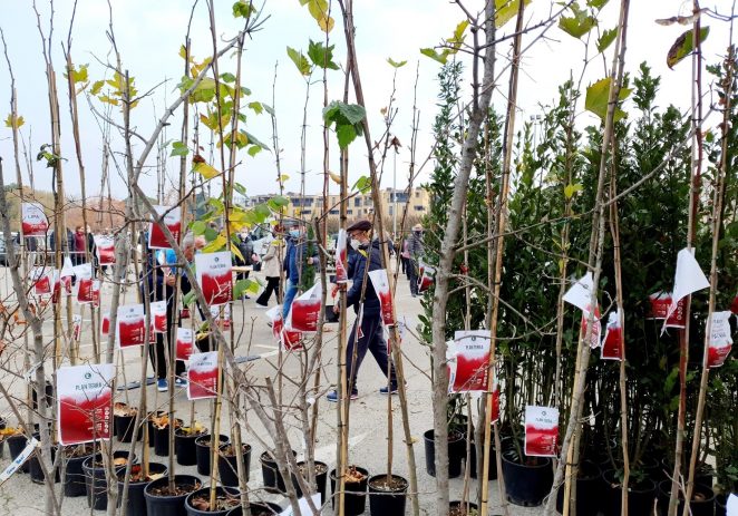 Grad Poreč: U sat vremena podijeljeno 400 sadnica stabala u sklopu akcije „Zasadi stablo, ne budi panj“