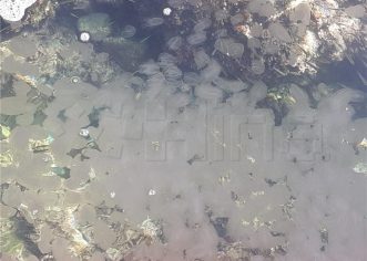 Rebraši iz balastnih voda prijete ribljem fondu i turizmu sjevernog Jadrana