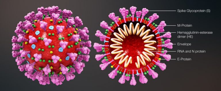 3d-medical-animation-coronavirus-structure-v2