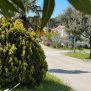 Sljedeći tjedan kreću radovi na zaštiti ukrasnog bilja na javnim površinama
