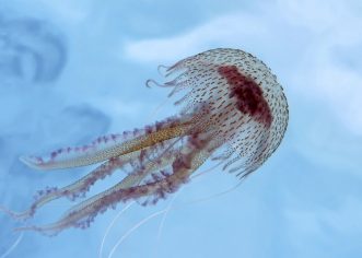 Na jugu Istre pojavila se meduza morska mjesečina