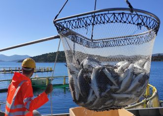 Valfresco Direkt dostavlja svježu Marfish ribu