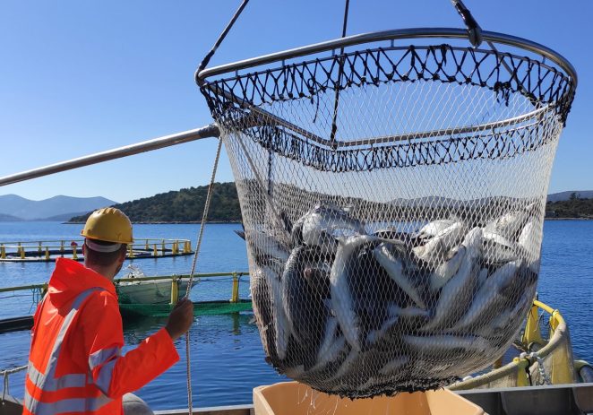 Valfresco Direkt dostavlja svježu Marfish ribu