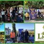 Lions Klub Poreč organizirao akciju branja maslina u „Masliniku dobrote“