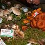 izložba gljiva (1)