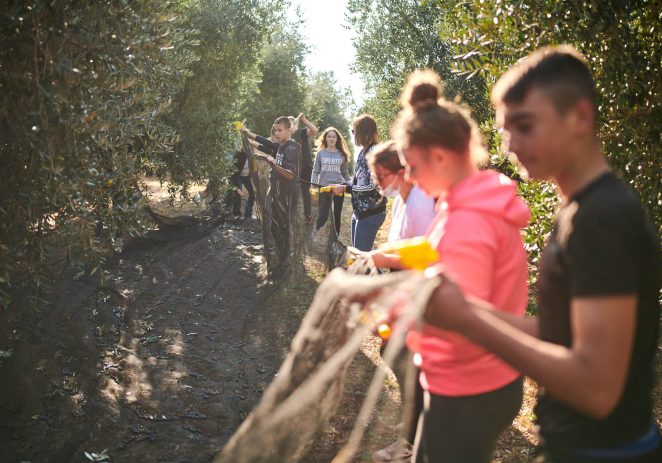 Aminess ugostio učenike osnovne škole Rivarela Novigrad u berbi maslina