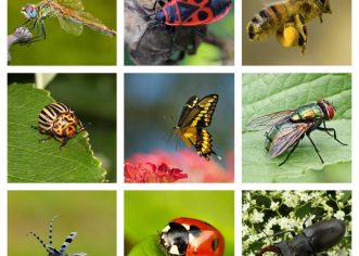 Centar za invazivne vrste: Zašto su nam važni kukci?