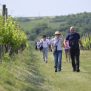 Prvi i najveći Istria Wine & Walk u Hrvatskoj još jednom nadmašio sva očekivanja