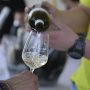 Istria Wine and Walk 2022(4)