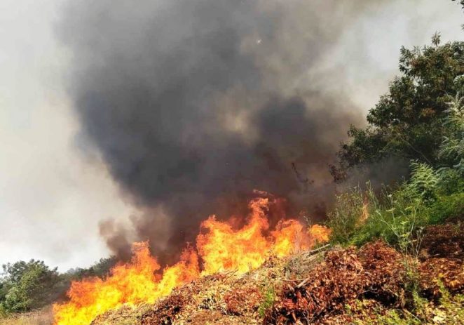 U Umagu izgorjelo 6 hektara borove šume, trave i niskog raslinja