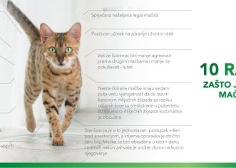 Sterilizacija mačaka u Poreču po akcijskim cijenama i u 2023. godini