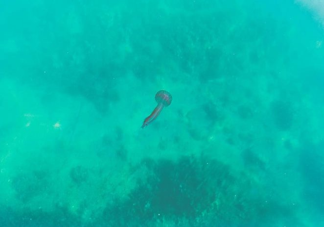 Upozorenje plivačima: meduze Pelagia pojavile su se i na području Poreča