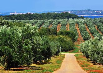 Završen projekt navodnjavanja Agrolaguninih maslinika vrijedan više od 900.000 eura