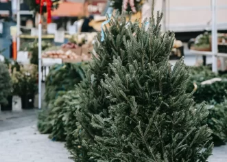 Do kraja siječnja Usluga Poreč će besplatno zbrinuti vaše božićno drvce