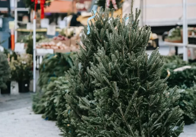Do kraja siječnja Usluga Poreč će besplatno zbrinuti vaše božićno drvce